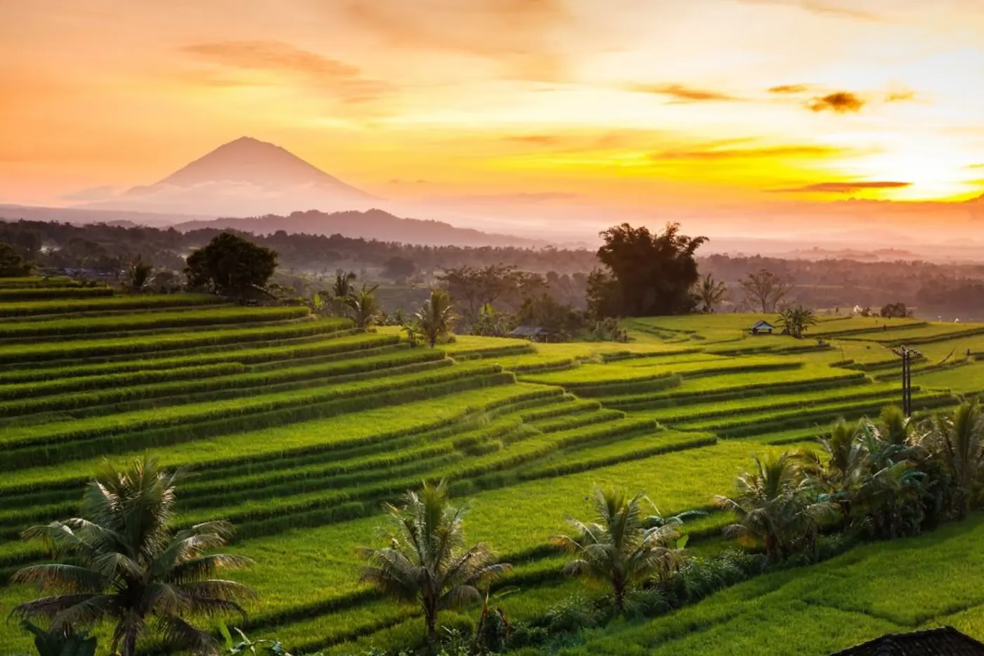Sawah terasering saat matahari terbit