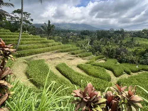 sawah terasering hijau subur