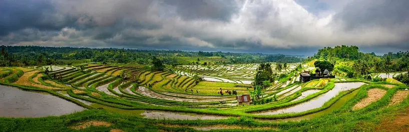 Sawah terasering hijau subur