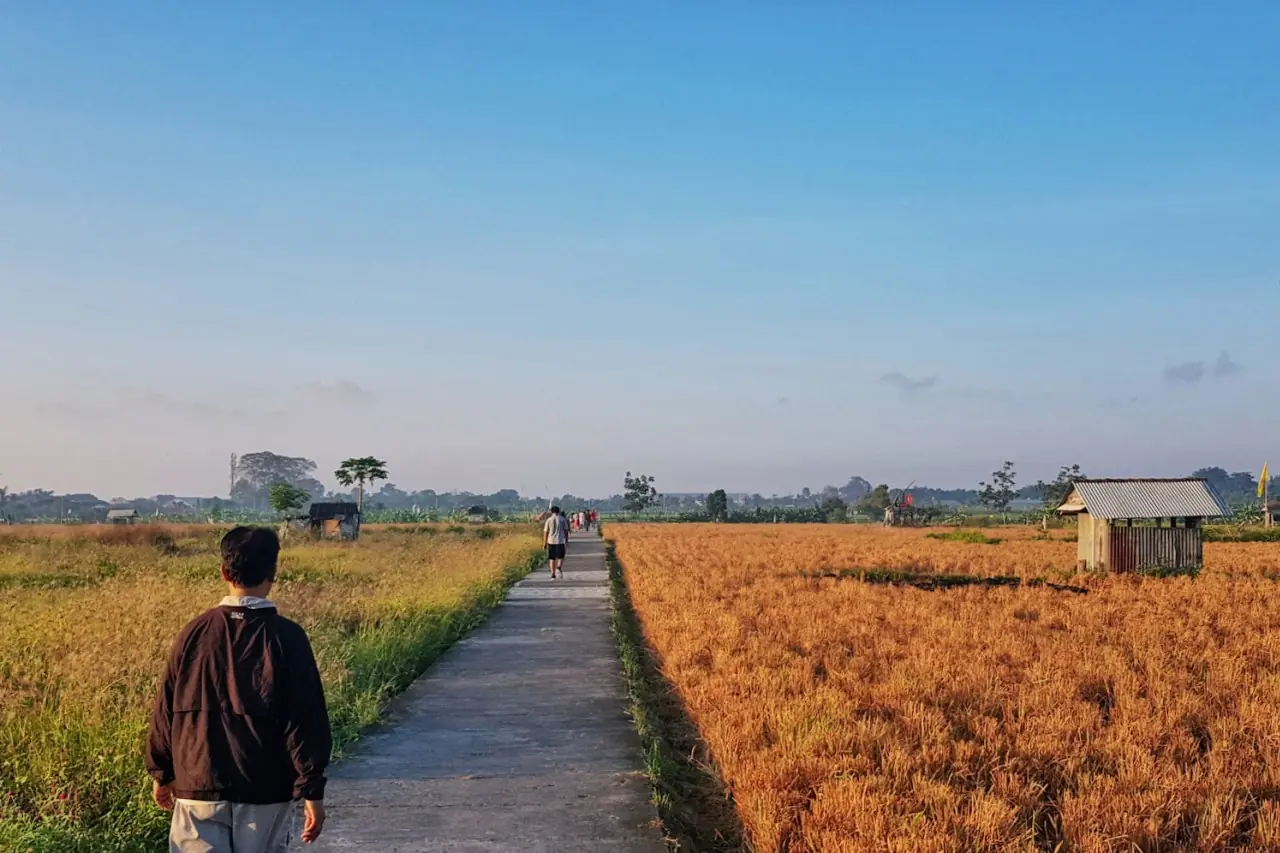 Jalan setapak di sawah keemasan
