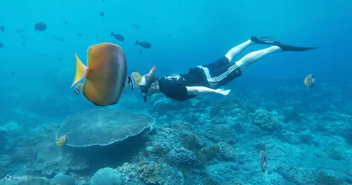 Snorkeler berenang dengan ikan tropis
