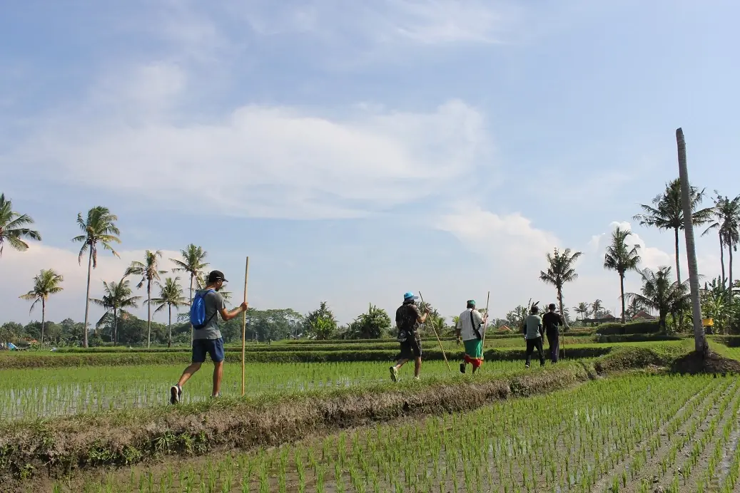 Orang berjalan di sawah