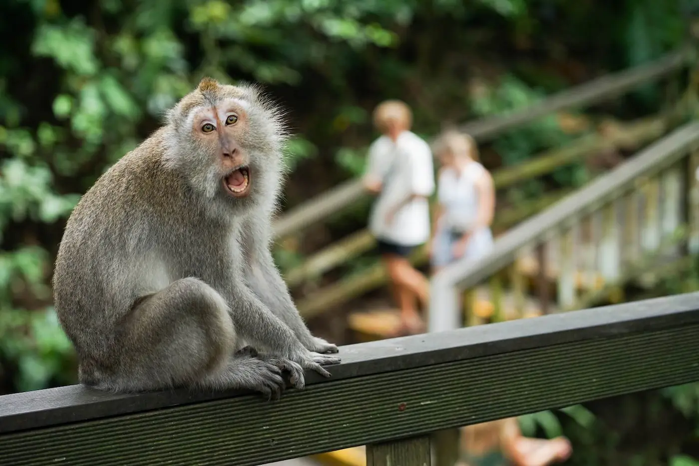 Monkeyforestubud