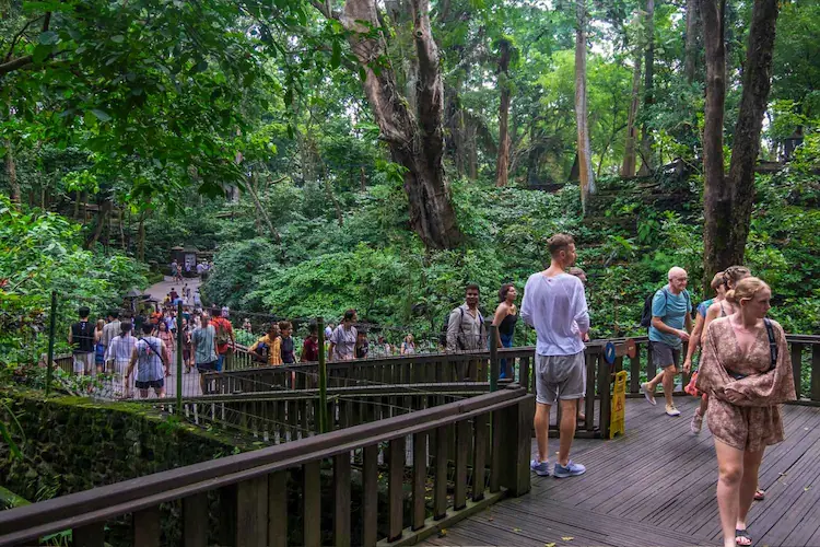 Pengunjung di hutan tropis