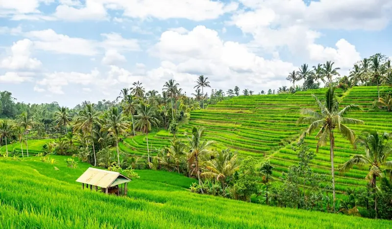 Sawah terasering hijau dan pohon kelapa
