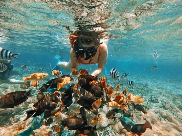 memberi makan ikan saat snorkeling