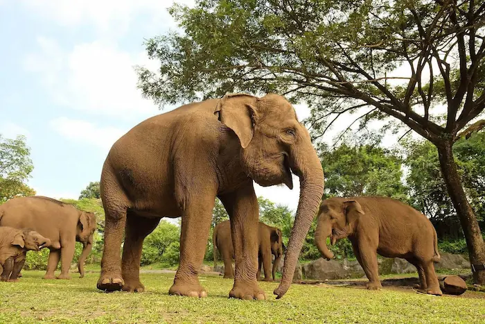 Keluarga gajah di padang rumput