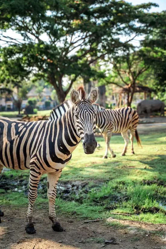 Zebra di alam bebas