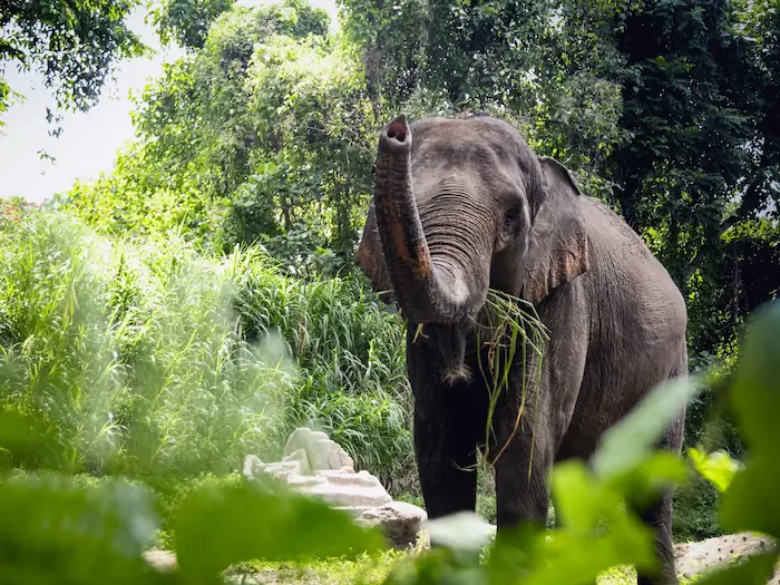 Gajah makan rumput di hutan