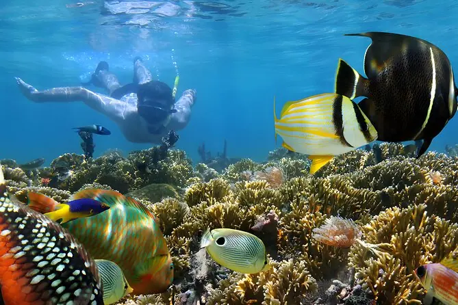 Snorkeling di terumbu karang berwarna-warni