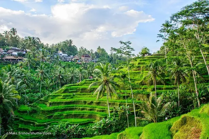 Sawah terasering hijau dengan pohon palem