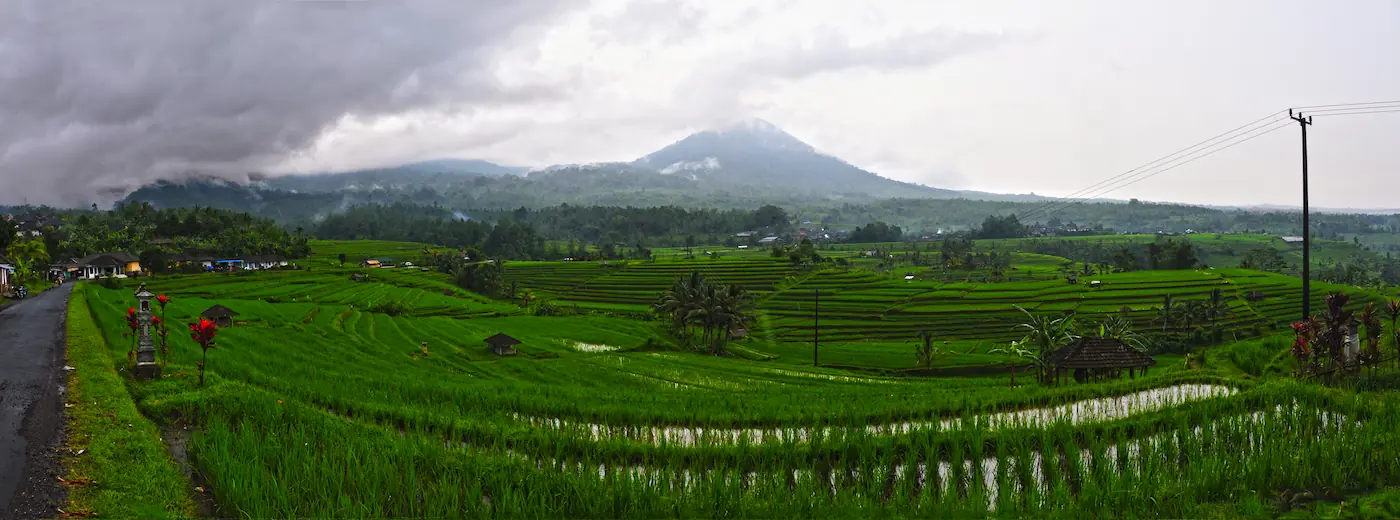 Pemandangan sawah terasering hijau subur